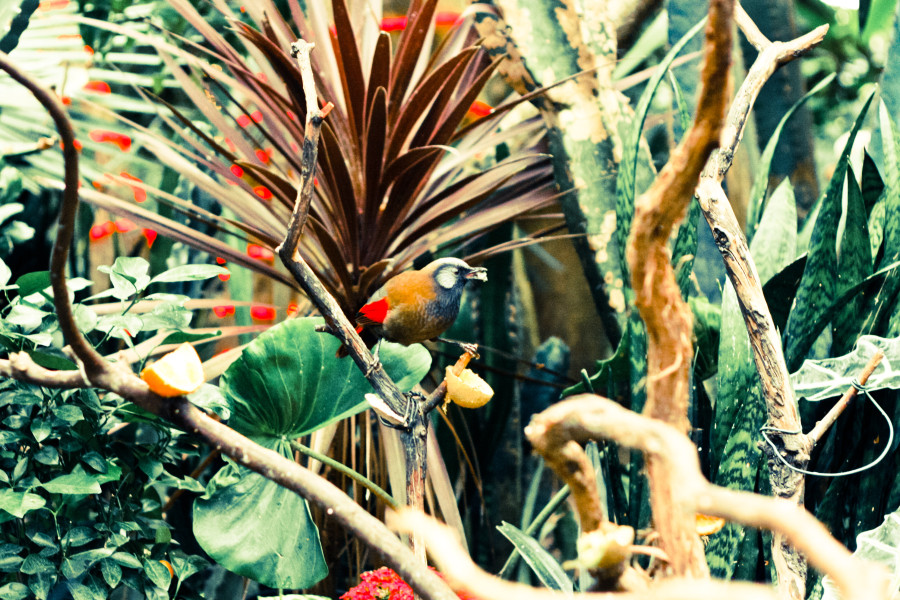 Bloedel Conservatory